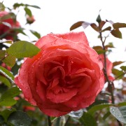 IMG 8758