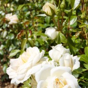 IMG 8807