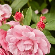 IMG 8831