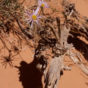 IMG 7061