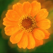 natur7