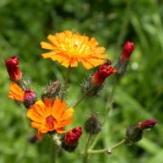 Natur 2002