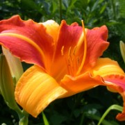 Img0005 BestOf