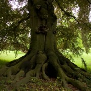 CRW 2095 : Belgien, Natur Nature, Urlaub