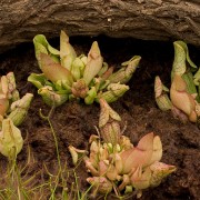 CRW 2148 : Belgien, Natur Nature, Urlaub