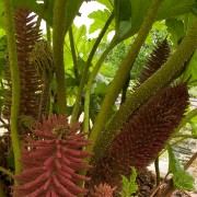 CRW 2167 : Belgien, Natur Nature, Urlaub